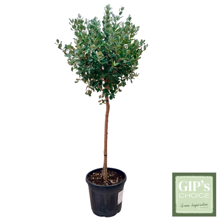<h4>Feijoa sellowiana 1/2 Stem P40</h4>
