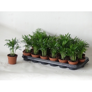 CHAMAED ELEGANS