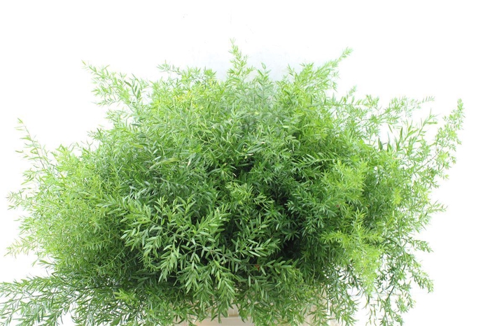 <h4>Asp Dens Cwebe</h4>