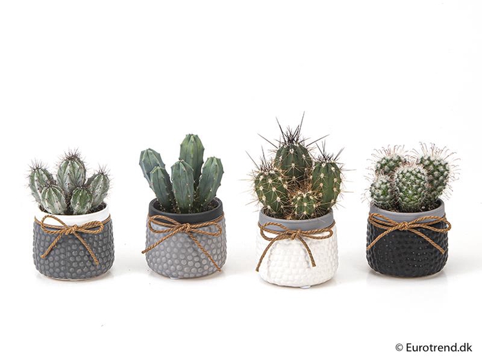 CACTUS MIX P6 E 9538