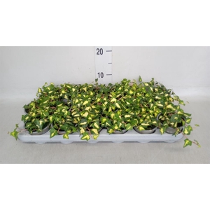 Hedera helix 'Goldheart'