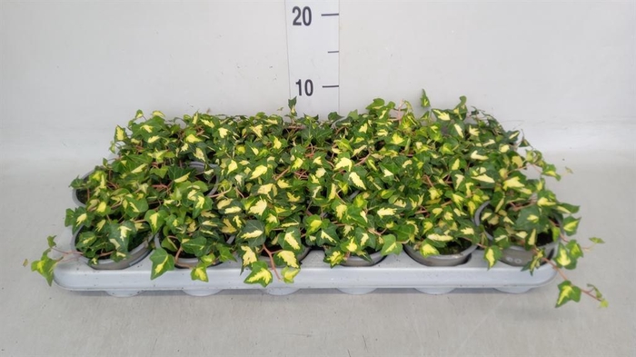<h4>Hedera helix 'Goldheart'</h4>