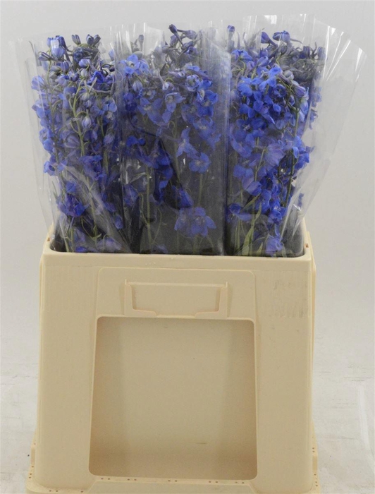 <h4>DELPH EN DELDON BLUE</h4>