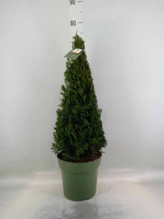 <h4>Taxus   ...</h4>