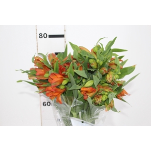 ALSTROEMERIA ORANGE PRINCESS 080 CM