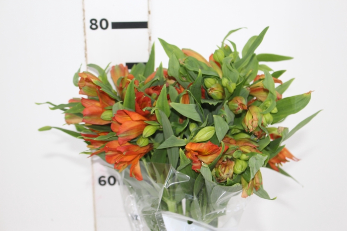 <h4>ALSTROEMERIA ORANGE PRINCESS 080 CM</h4>