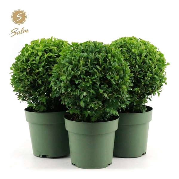 <h4>Buxus semp. Ball Ø20cm P17</h4>