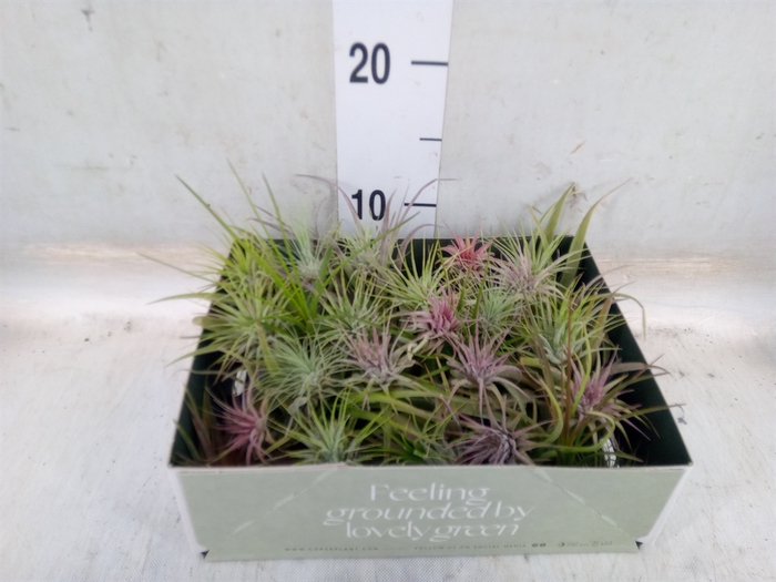 <h4>Tillandsia</h4>