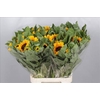 Helianthus Vincent Choice x40 (min  8x40)