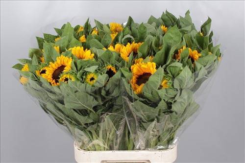 Helianthus Vincent Choice x40 (min  8x40)