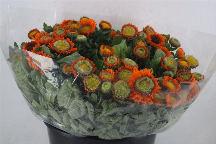 <h4>Calendula Orange Extra P Stem</h4>