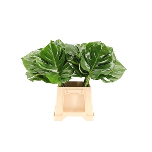 Monstera 27cm