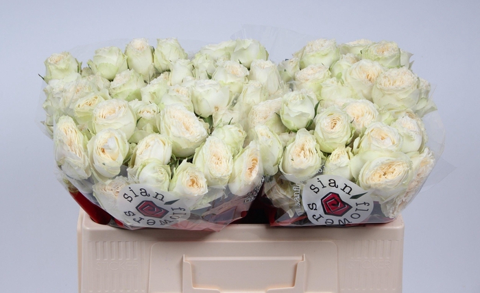 <h4>R TR ASTAEA</h4>