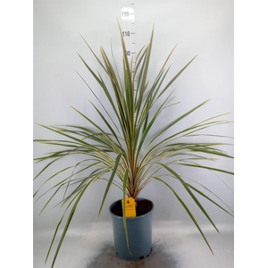 Cordyline austr. 'Variegata'