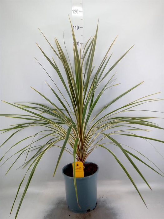 <h4>Cordyline austr. 'Variegata'</h4>