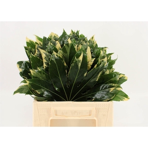 Aralia Variegata 40cm