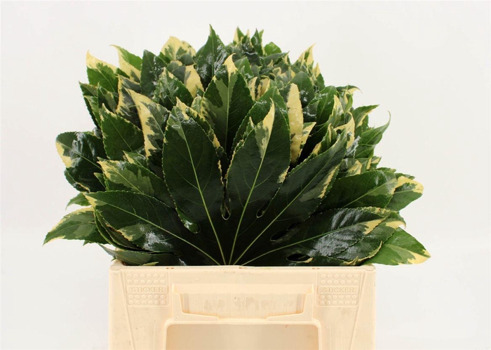 <h4>Aralia Variegata 40cm</h4>