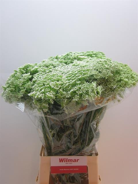 <h4>AMMI VISNAGA</h4>