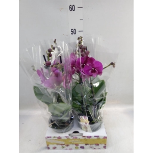 Phalaenopsis   ...lilac