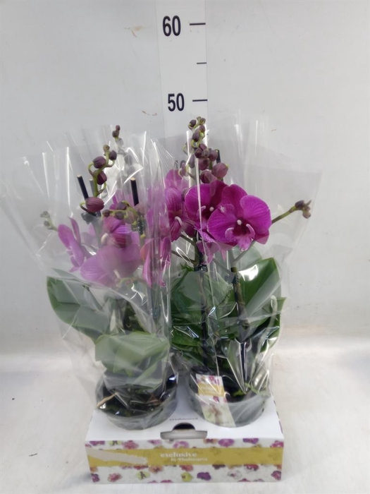 <h4>Phalaenopsis ...lilac</h4>