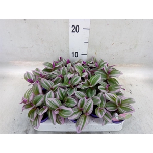 Tradescantia cerinth. 'Nanouk'