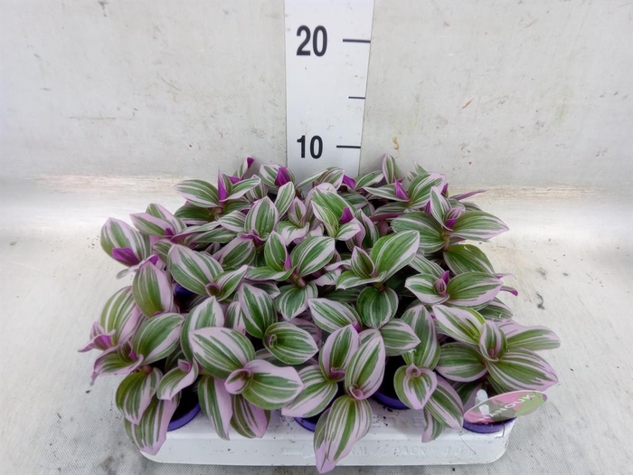 <h4>Tradescantia cerinth. 'Nanouk'</h4>