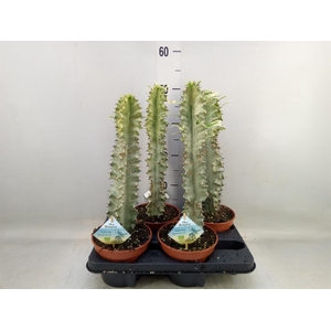 Euphorbia abyssinica