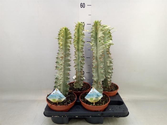 <h4>Euphorbia abyssinica</h4>