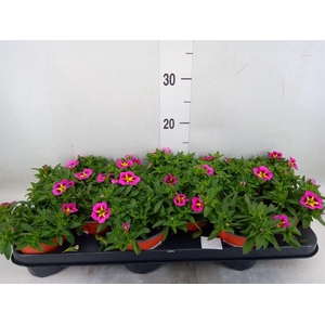 Calibrachoa  'Minifam Cherry Pink'