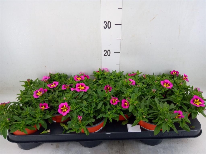 <h4>Calibrachoa  'Minifam Cherry Pink'</h4>