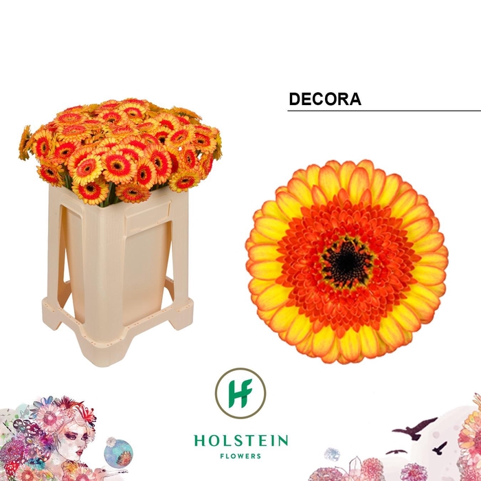 <h4>GE MI DECORA</h4>