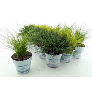 SIERG GEM 3 SRT FUST