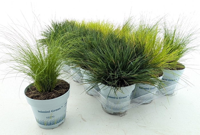 <h4>SIERG GEM 3 SRT FUST</h4>