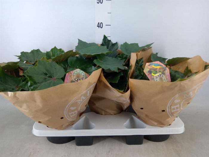 <h4>Begonia BD 'Rubi Verde'</h4>