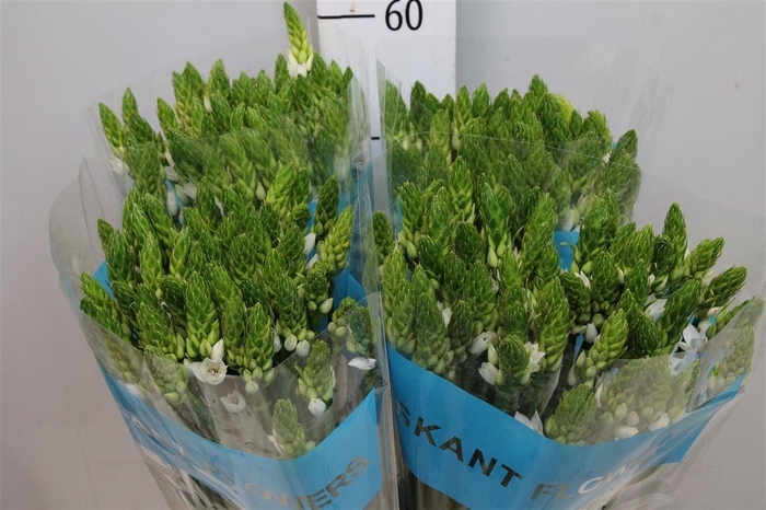 <h4>Ornit Thyrsoides</h4>