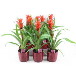 arr3 ZS - Ker. bubble pot rood guzmania