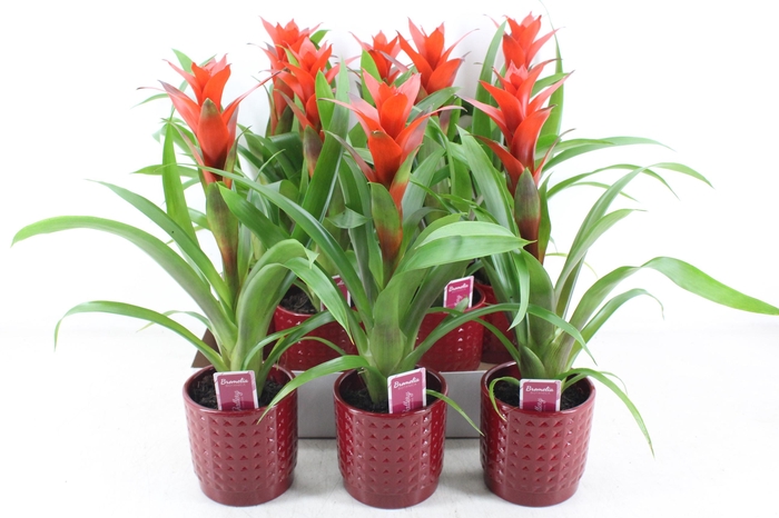 <h4>arr3 ZS - Ker. bubble pot rood guzmania</h4>