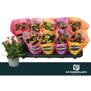 KAL GE PERF GEM 5 KL