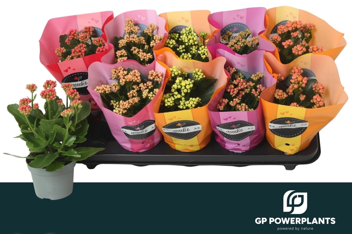 <h4>KAL GE PERF GEM 5 KL</h4>