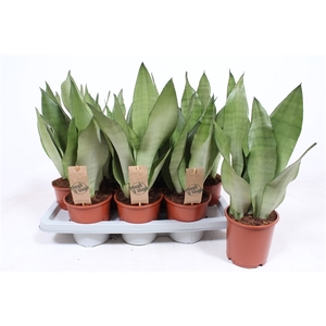 Sansevieria Moonshine