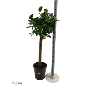 FICUS BENG AUDREY