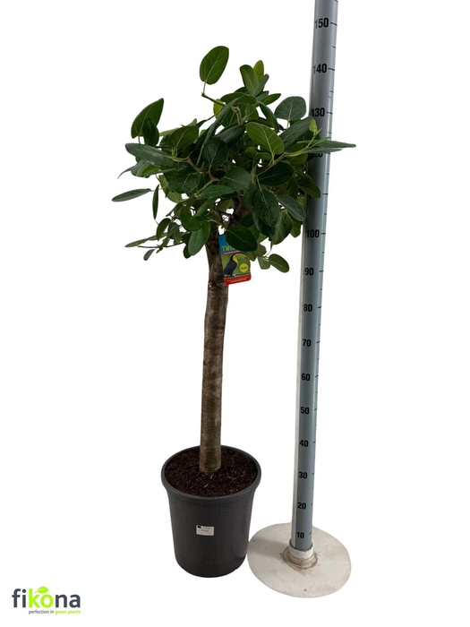 <h4>FICUS BENG AUDREY</h4>