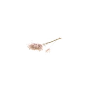 Fluffy reed grass nat.pink