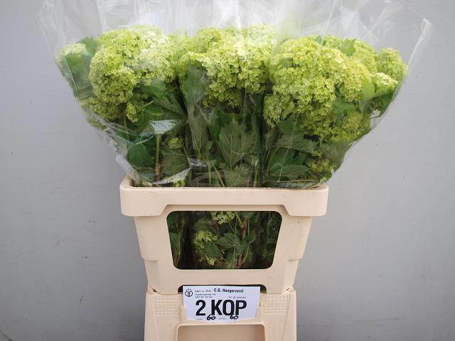 <h4>VIBURNUM ROSEUM ST</h4>