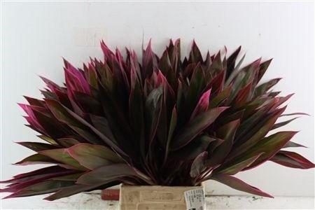 <h4>CORDYLINE PURPLE COM</h4>