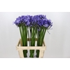 Agapanthus Uri