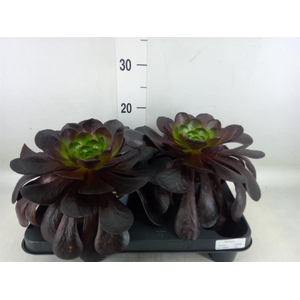 xSemponium  'Destiny'