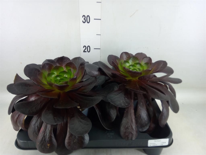 <h4>xSemponium  'Destiny'</h4>