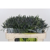 Eryngium Magical Blue Lagoon