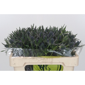 Eryngium Magical Blue Lagoon